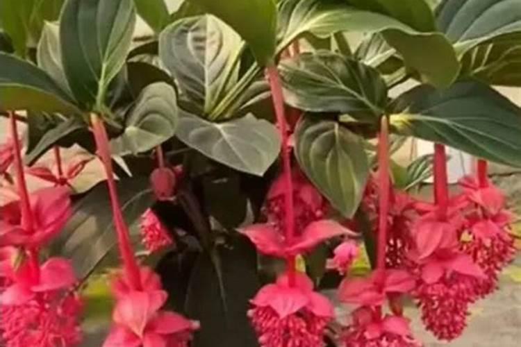 什么花喜欢磷酸二氢钾