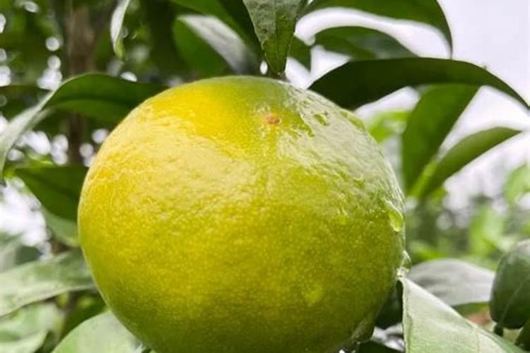 哈密瓜种植时间和方法(哈密瓜的种植时间)