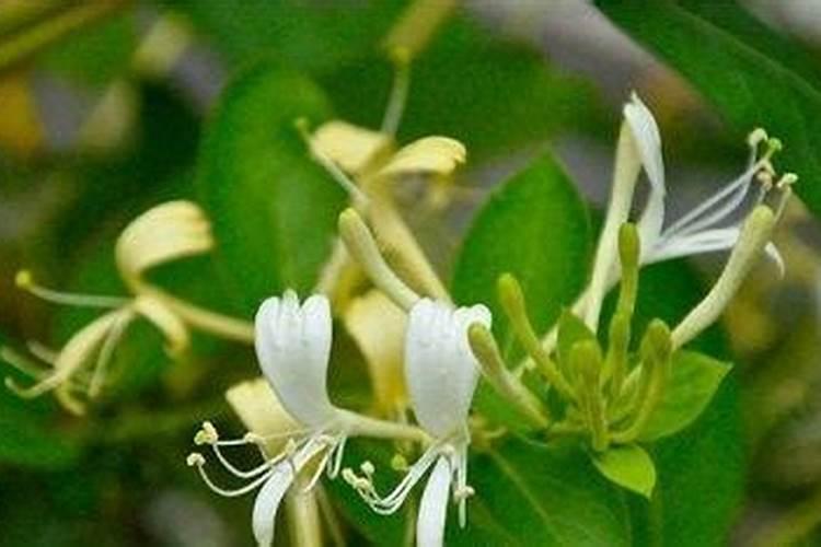 烂根用多菌灵灌根兑水比例是多少