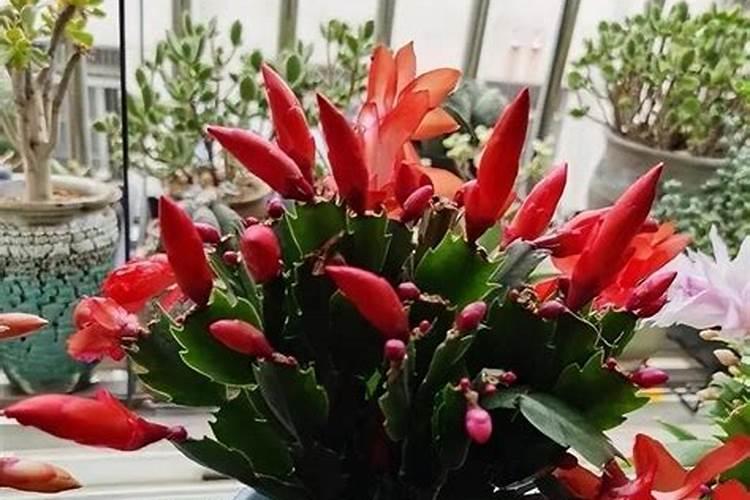 北方桂花什么时候施肥