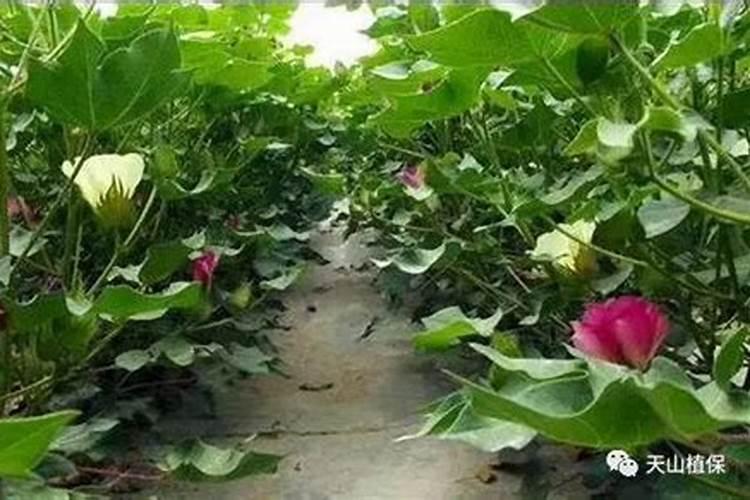 水稻一亩地用多少钾肥