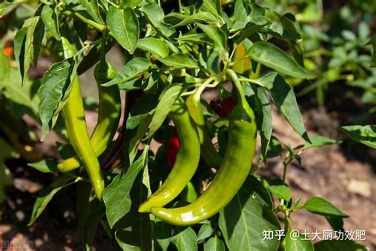 怎么种植水稻产量高 什么时候施钾肥效果好