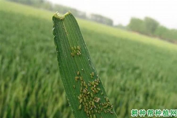 红薯苗长出地面喷什么叶面肥最好？