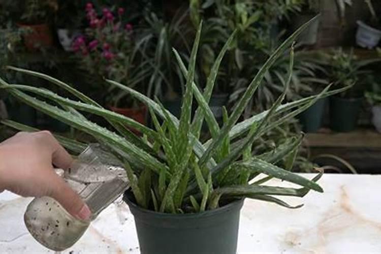 家里养花氮肥怎么用多少 家里养花氮肥怎么用