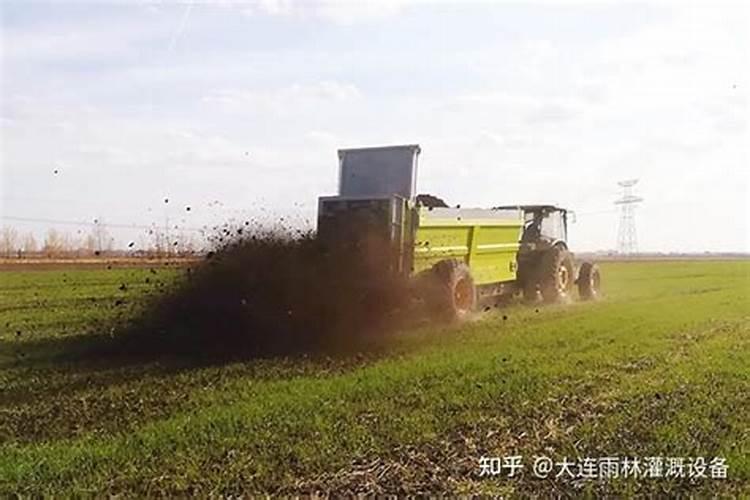 牛粪可以给丝瓜南瓜施肥吗
