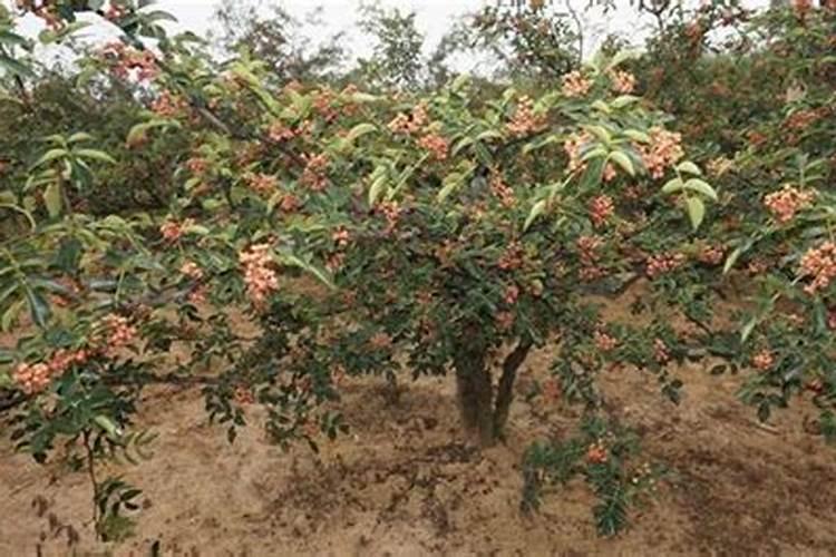 花椒树上什么肥料