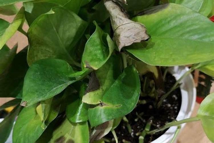 绿萝叶子发黄施什么肥