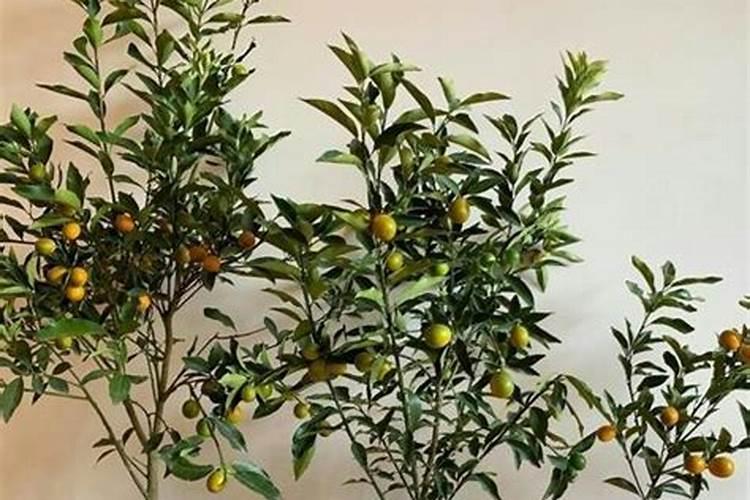 橘子树在开花的时候怎么施肥呀 橘子树在开花的时候如何施肥