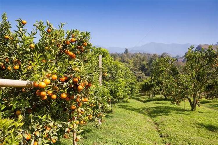 橘子树怎么管理