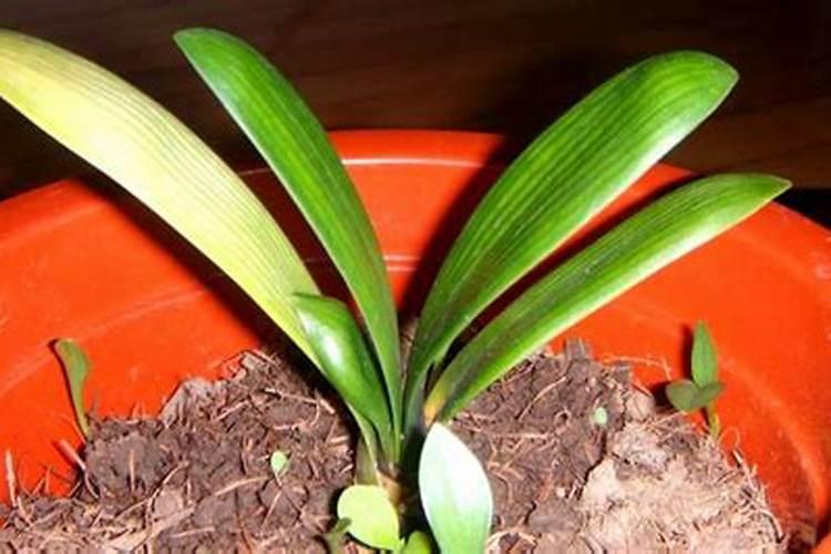 君子兰小苗什么时候需要施肥,网友直呼:涨知识了