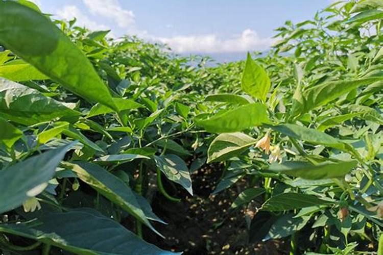 中国最好的叶面肥