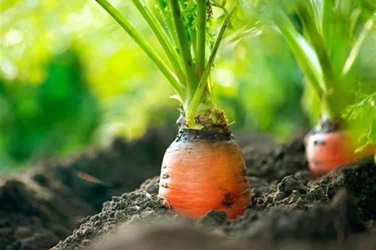 广西柳州附近哪有农村种植辣椒