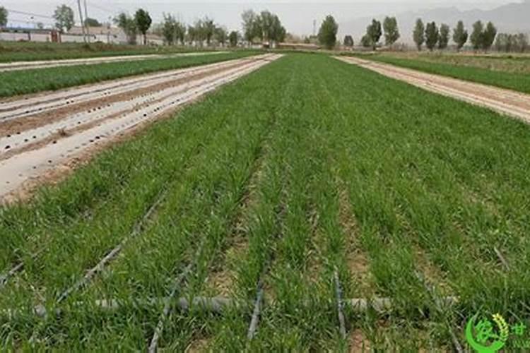 可以做小麦拌种吗