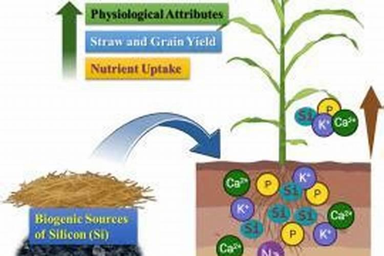 如何种植玉米才能提高产量