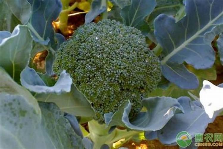 家庭制作磷肥的方法