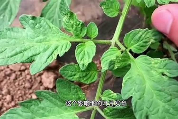 不使用化肥,如何自制有机肥？