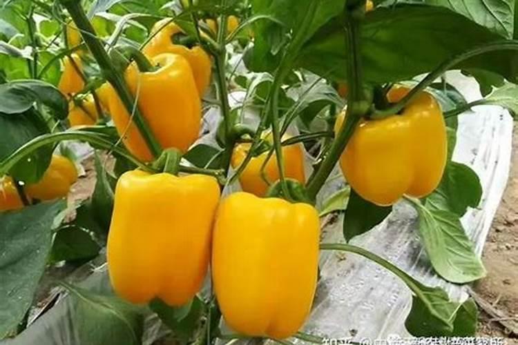 五彩椒的施肥方法 五彩椒应该怎么施肥