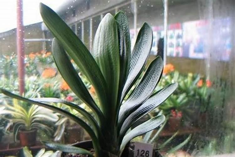 君子兰要在什么季节施肥