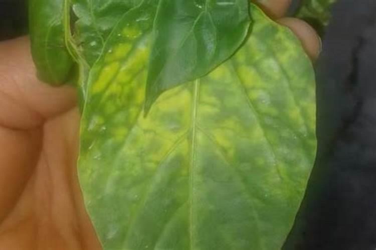 黄桃鹦鹉怎么养最好？