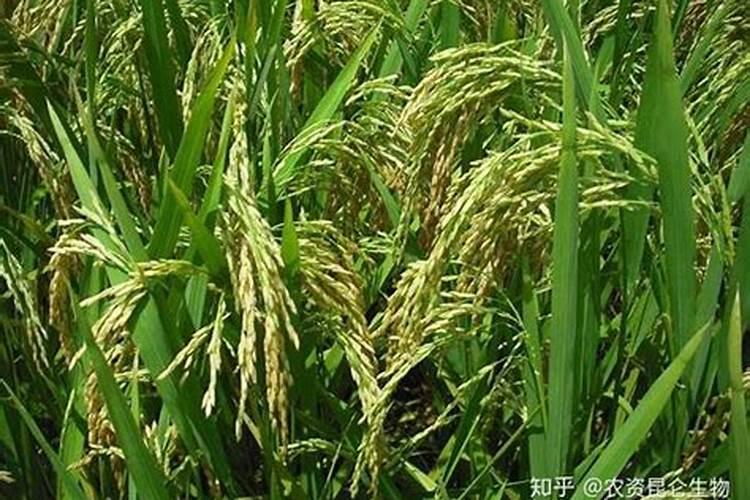 盆栽草莓怎么施肥 盆栽草莓如何施肥