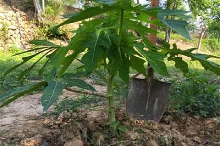 芸苔素能与除草剂混合使用吗