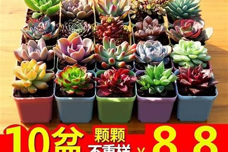 花生需要施肥吗？该施什么肥？