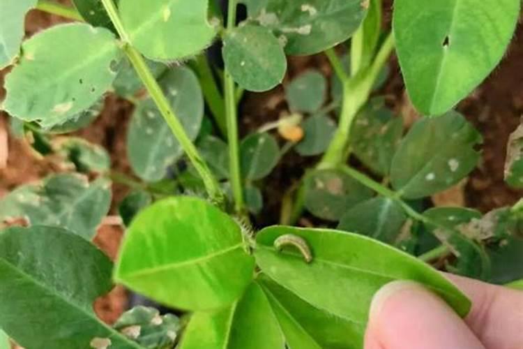 仙客来生长环境的要求