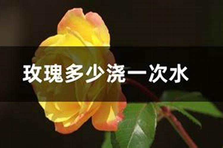 玫瑰花移栽后多久施肥 玫瑰花移栽后的适时施肥