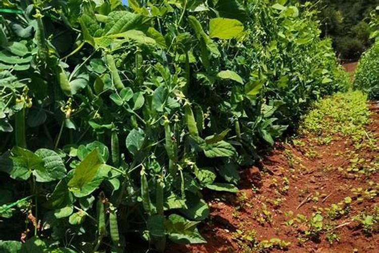 樱桃打什么叶面肥长的快？樱桃什么肥可以果实膨大？