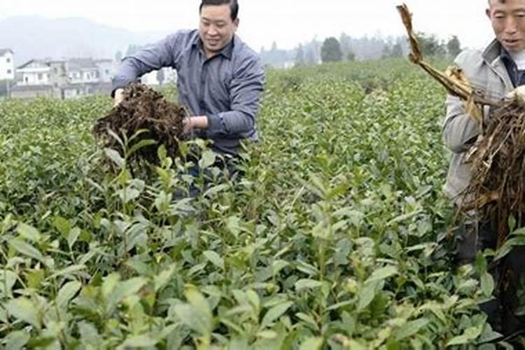 茶叶施磷肥选什么肥