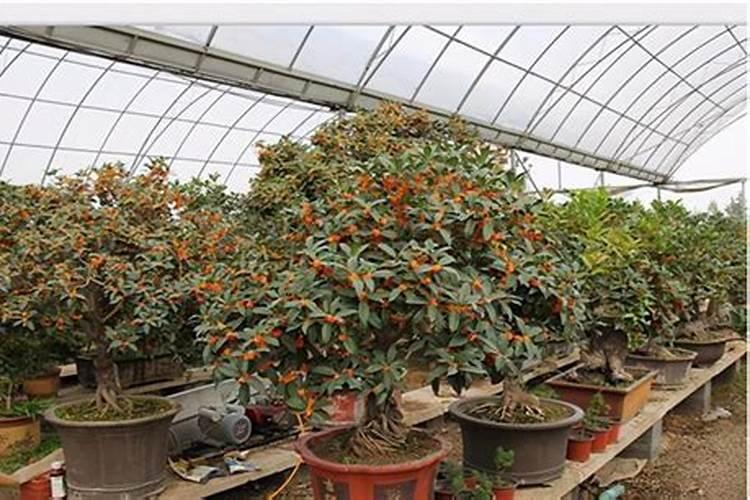 桂花开花前的用肥方法