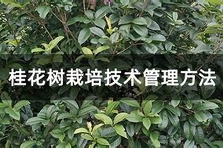 磷钾肥是什么肥,磷钾肥料的有哪些