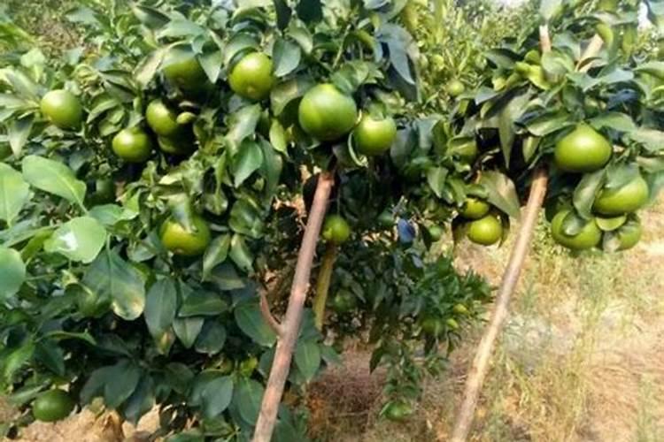 月季花新叶瘦小弯曲