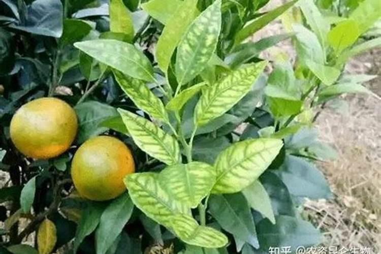 西红柿膨果期怎么样施肥才能高产