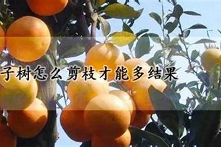 桔子挂果后什么时候施肥最佳