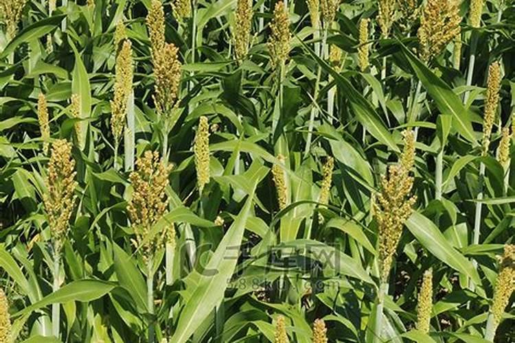 高粱什么时候喷施磷酸二氢钾？