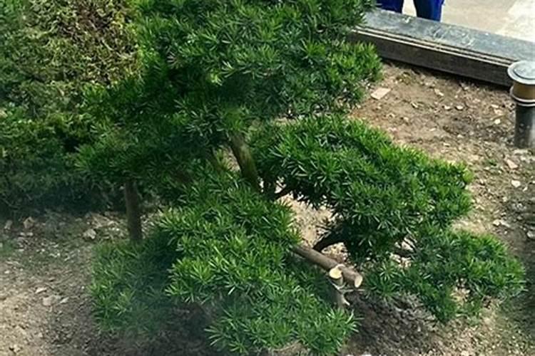 求助各位罗汉松施什么肥好？谁知道？