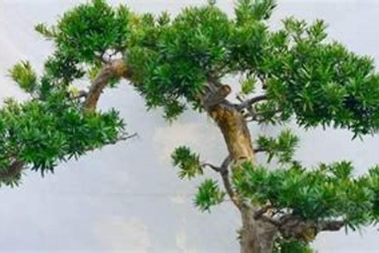 南方罗汉松速生栽培技术