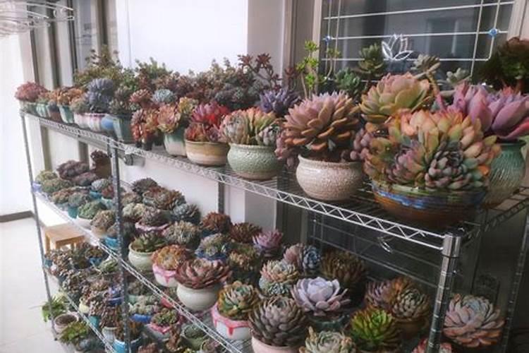 多肉适合哪些肥料