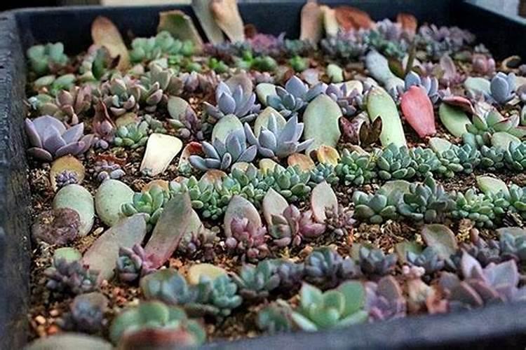 多肉植物冬天怎么养才能安全过冬