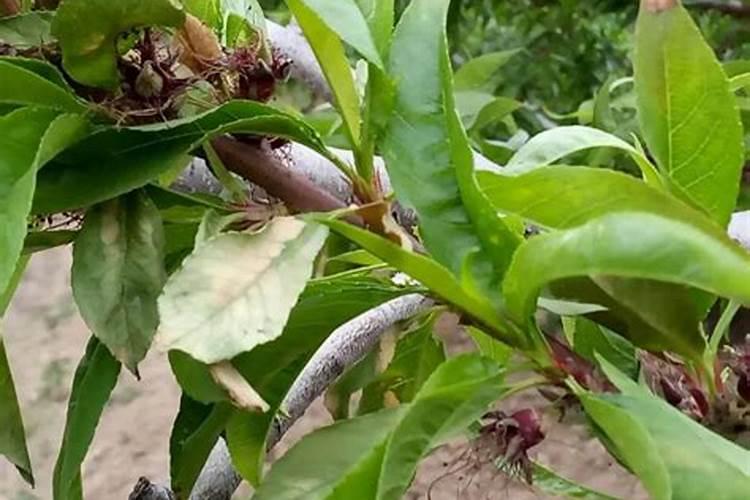 “澳洲腊梅”有毒吗？