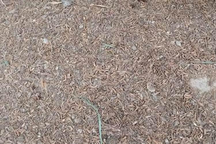 冲施肥浓度高会烧根吗