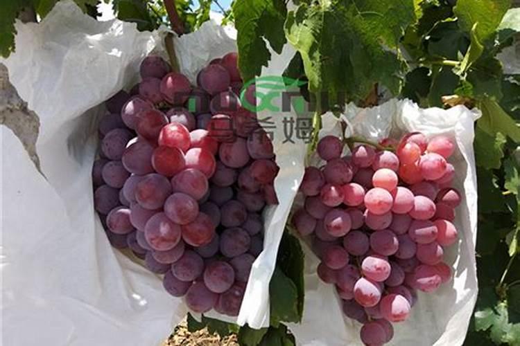 农作物硼肥过多中毒要怎么办