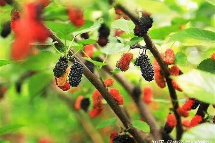 种植卷心白菜时,猛长叶子不卷心,该怎么办呢