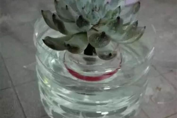 草龟的肥水饲养方法