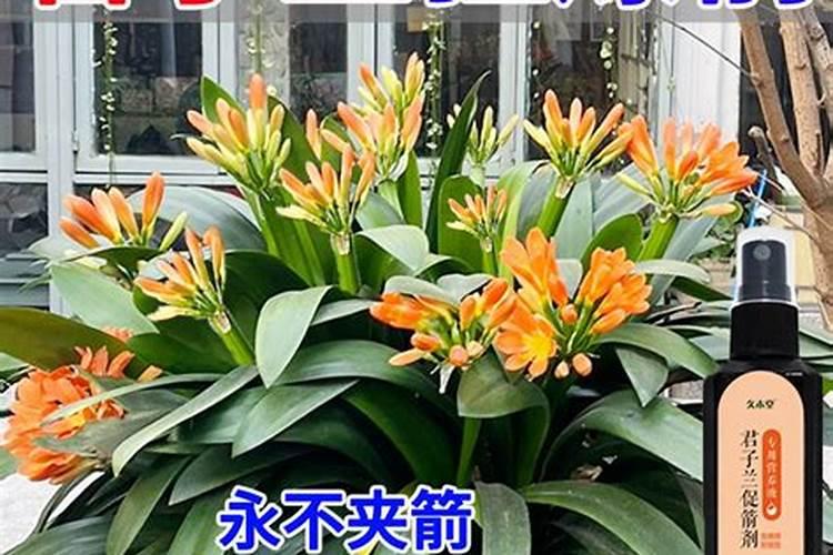 给蔬菜叶面喷施尿素,怎样做才能更好的吸收？