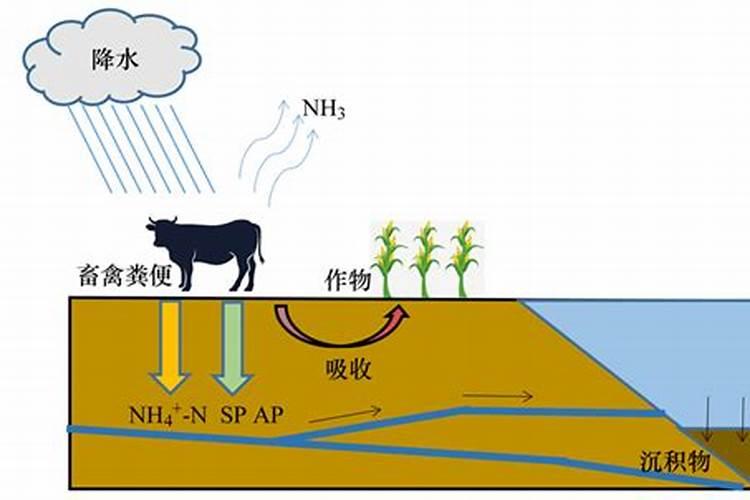 蝴蝶兰如何施肥
