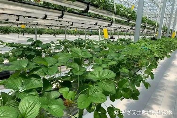 什么是磷肥 天然的磷钾肥有哪些