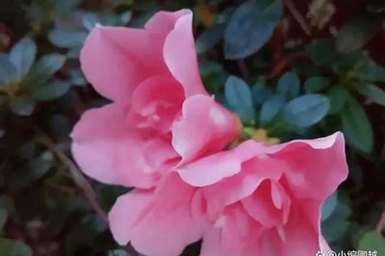 如果用尿素做叶肥的话,兑水的比例大概是多少？