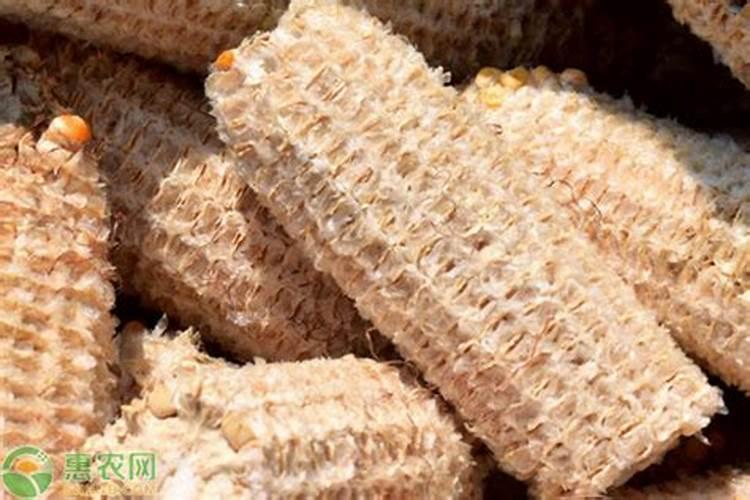 玉米芯种平菇最佳配方